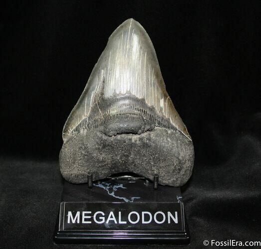Giant Inch Megalodon Tooth With Stand #728